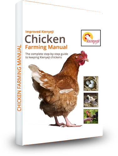 Kienyeji Chicken Farming Manual